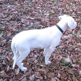 voor het eerst het bos in: "wat maken die bladeren een eng…