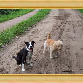 Lekker met Sandy sjouwen door het bos! Sandy kijkt naar een…