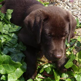 Dit is Milow toen hij 10 weken oud was, lief he?