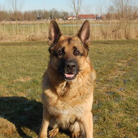 Hondenfoto van Inge & Danger