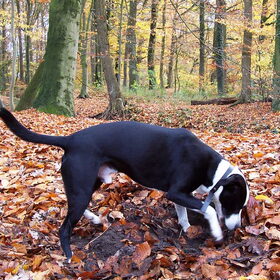 Zoeken zoeken zoeken....als ik dat zeg wordt hij helemaal wild!!…