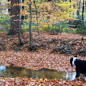 Spike heeft net een lekkere wandeling met mij gemaakt in het…