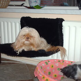 Hondenfoto van liesbeth,Turbo,Luna, Levi en Faith