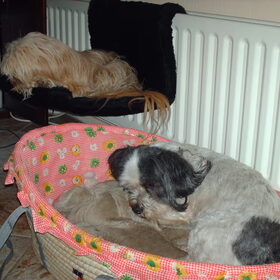 Hondenfoto van liesbeth,Turbo,Luna, Levi en Faith
