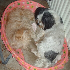 Hondenfoto van liesbeth,Turbo,Luna, Levi en Faith