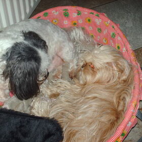 Hondenfoto van liesbeth,Turbo,Luna, Levi en Faith