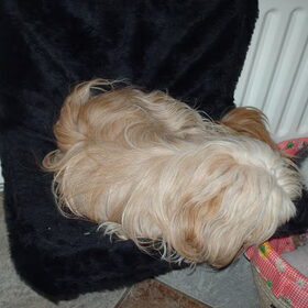 Hondenfoto van liesbeth,Turbo,Luna, Levi en Faith
