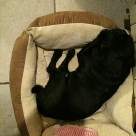 Het is leuker in de mand van de kat:-)