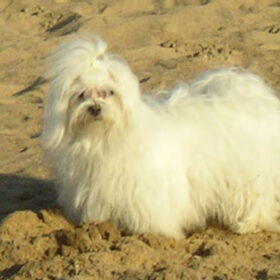 Beauty's beste maatje