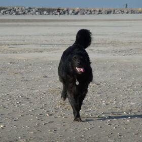 rennen op het strand!