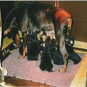 Hier het nestje da we zelf gedaan hebben zijn dobermannetjes