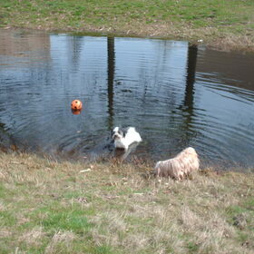 Hondenfoto van liesbeth,Turbo,Luna, Levi en Faith