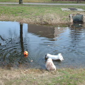 Hondenfoto van liesbeth,Turbo,Luna, Levi en Faith