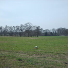 Hondenfoto van liesbeth,Turbo,Luna, Levi en Faith