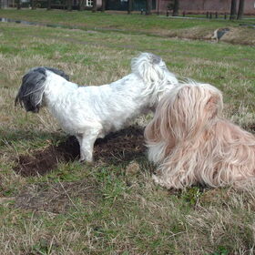 Hondenfoto van liesbeth,Turbo,Luna, Levi en Faith
