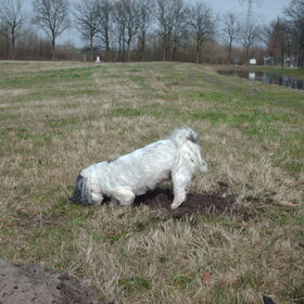 Oowjee Turbo denkt iets op het spoor te zijn.