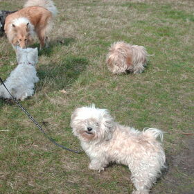 Haast niet te geloven maar het hondje op de voorgrond (Smartie)…