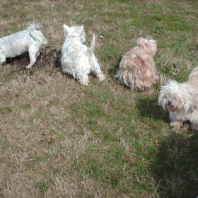 Op het rijtje Turbo,Ollie,Luna en Turbo's zusje Smartie