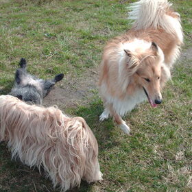 Lucy het knappe colliemeisje van bijna 1 jaar oud.