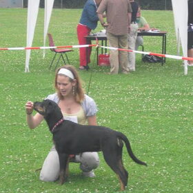 Ras- en stamboomloze hondendag. Joy 5 maanden.