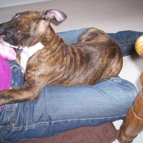 hmm even lekker kauwen op mijn kong op de schoot van mijn…