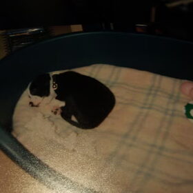 Groot he, zo'n mand als je nog maar een puppie bent....