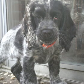 Nina onze benjamin