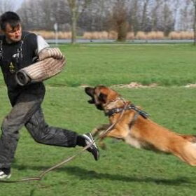 Flying Duco