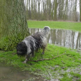 Hondenfoto van sjara "schapendoes"