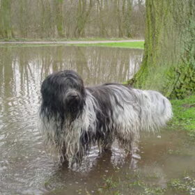 Hondenfoto van sjara "schapendoes"