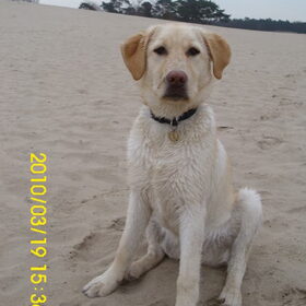 ik ben best wel een knappe hond he!!!:):):)