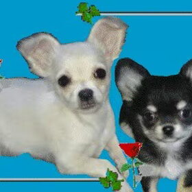 Hondenfoto van TheaR & Ginny † & Diego & Shady