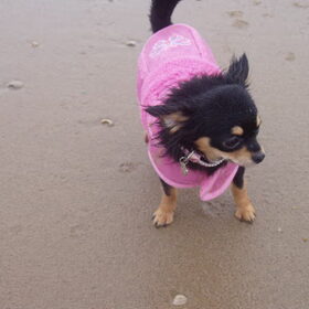 phoebe