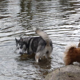 even afkoelen in het water, zwemmen doen ze nog niet, maar…