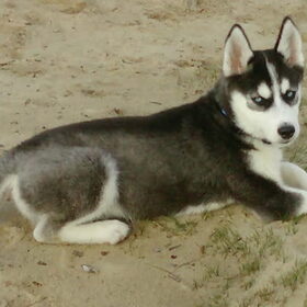 Hondenfoto van mich en mn husky's