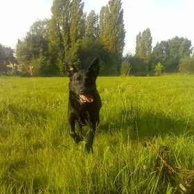 Hondenfoto van Quinten