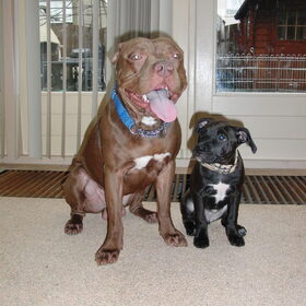 Hondenfoto van priscilla & C.S.C