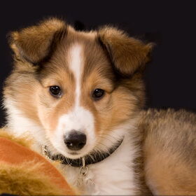 Lassie, 10 weken jong