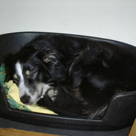Ginger lekker slapen in de mand