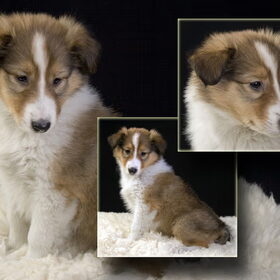 Lassie, 9 weken