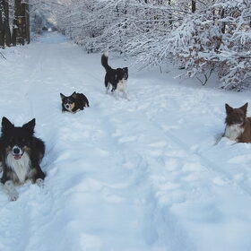 In de sneeuw met z'n vieren