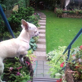 ukkie vanaf het balkon de tuin inkijkend.
