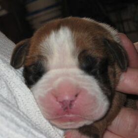 Ons boxer puppie 6 dagen oud