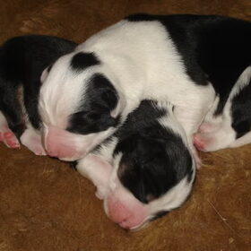 Onze puppies