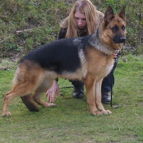 nossa's nouska ( nossa x ingods agassi) ned jeugd kamp…