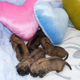 Puppies van ons i-nestje