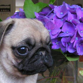 Pup met Hortensia