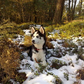 Dazey een half jaar op de Veluwe!