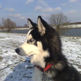 dazey 8 maanden oud