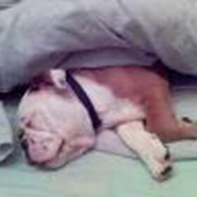 heerlijk baasjes bed!!!!